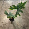 4" Alocasia Jacklyn